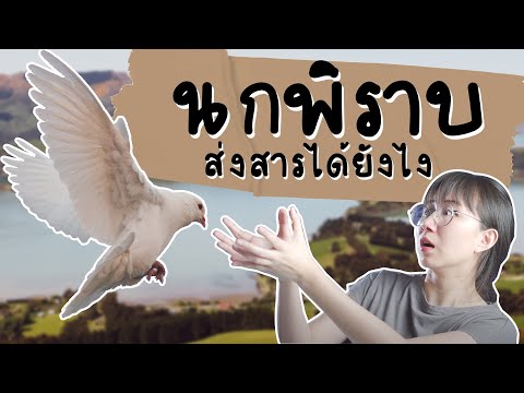 วีดีโอ: ขนยังหดตัวต่อไปหรือไม่?