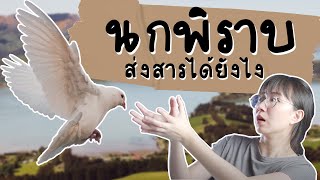 นกพิราบ สื่อสารได้ยังไง? #เรื่องง่าย5Minutes | Point of View