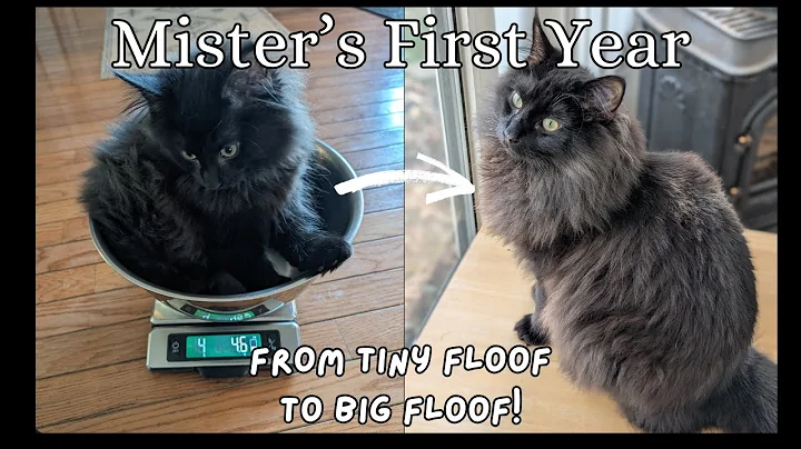 Watch the video about One Year of Growth | Norwegian Forest Cat