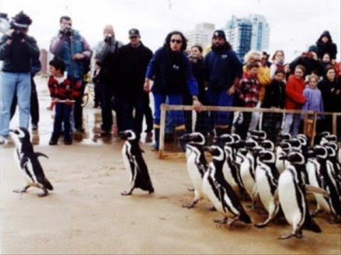 Video: Penguins Off The Patagonian Coast