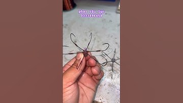 lưỡi câu lục bềnh ( lục bềnh mèo  10 chuyên trị trắm đen gấu  120k/c)