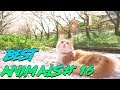 Best Animals Coub #16 | Лучшие кубы с животными №16 (Март 2019)