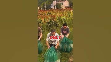 Shocking! You Won’t Believe What Got Trapped in This Net! 😱🐟🐍🦀 | #Shorts