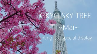 Spring of Tokyo Sky Tree. cherry blossoms and special lighting 舞(Mai). March 2021.Tokyo Japan. 4K