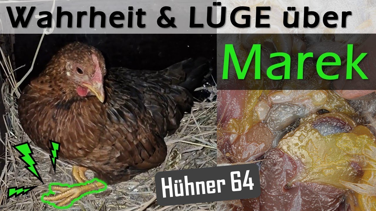 🫨 WAHRHEIT über MAREK 🤕Was steckt wirklich dahinter? 😷 Geflügellähmung #Hühnerkrankheiten #Hühner 64