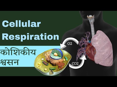 कोशिकीय श्वसन / Cellular Respiration || Basic of Science ||