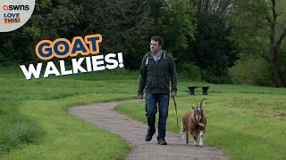 Man takes his pet goat on daily walks around parks 🐐 | LOVE THIS!