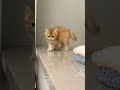 смішні коти смішні коти