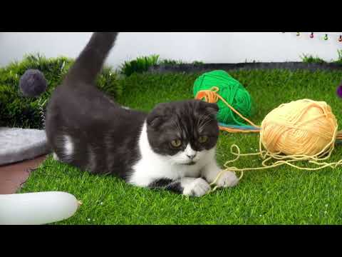 Coco Cat - YouTube