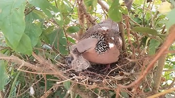 #EP9. Spotted Dove birds Feed the baby in the nest well [ Review Bird Nest ]
