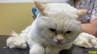 Uyutmadan Kedi Tıraşı - British Shorthair Tıraşı ve Bakımı | Pet Koleji