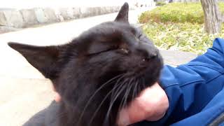 ベンチに野良猫が座っていたので隣に座ったら膝の上に乗ってきた。