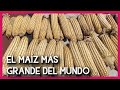 Conoce el maíz más grande del mundo de origen mexicano