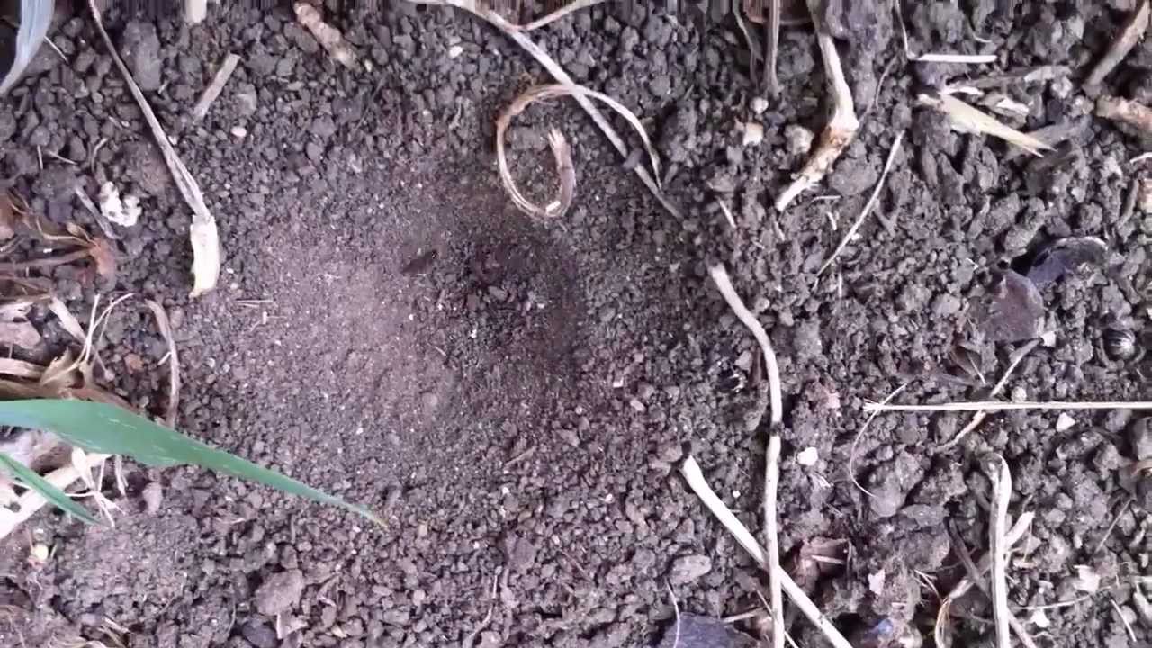Doodlebug vs Ant - See Who Wins the Insect Battle - YouTube