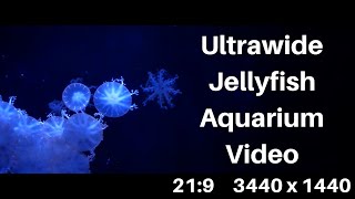 Ultra-wide Video Jellyfish Aquarium 21:9 Resolution, Windows Screensaver 1440p