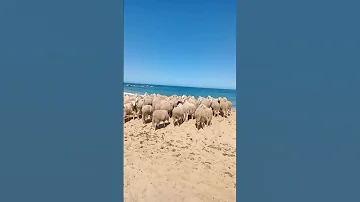 Only In Algeria Funny Youtube Youtubeshorts Animals 
