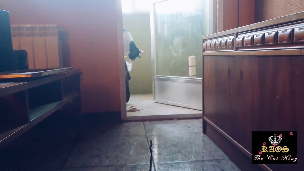 MIX SLOW MOTION --  FUNNY CAT Kaos