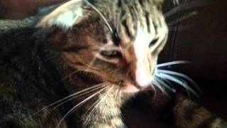 Extremely Generic Cat Video