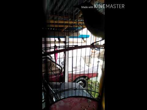 Kicau mania | Suara burung pleci | isian kenari + ambulan...