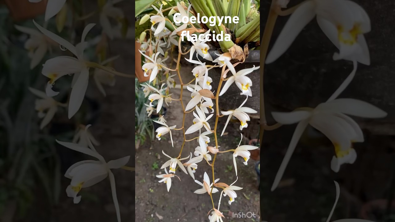 Coelogyne flaccida 