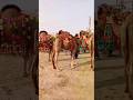You are getting camels very cheaply. #jdc #camel #shortvideo #yt #trendingshorts#short