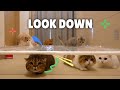 Funny Cat Crawl Challenge!