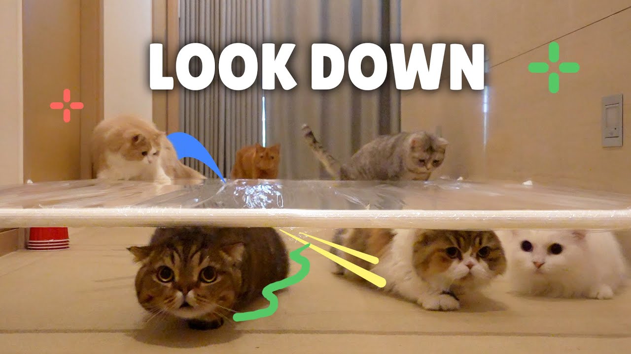 Funny Cat Crawl Challenge! YouTube