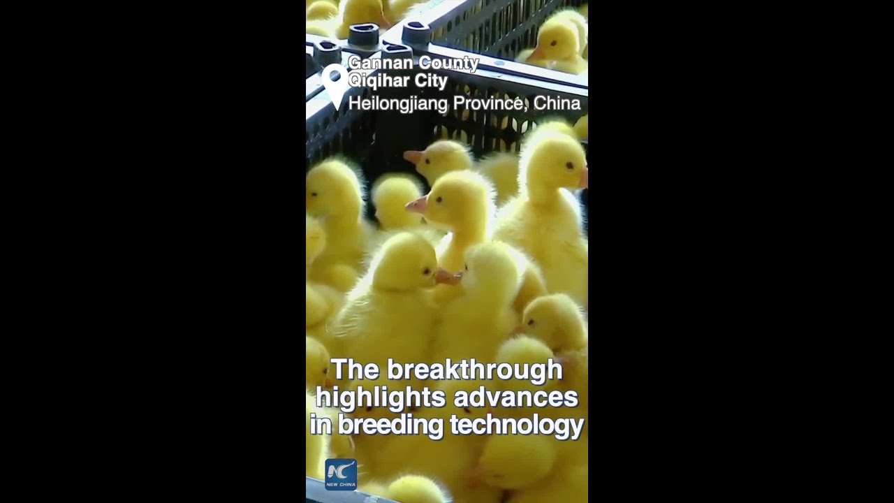 Thousands of fluffy goslings hatch in northeast China as local industry takes off