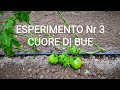 Esperimento Nr3 Pianta di Cuore di Bue in mezzo al Datterino !