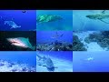 Sharks for kids: pronunciation in English (with videos)