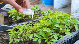 This Homemade Fertilizer Makes Seedlings THRIVE & Produces Massive Yields