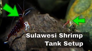 Sulawesi Shrimp Tank Setup  Shrimp Keeping