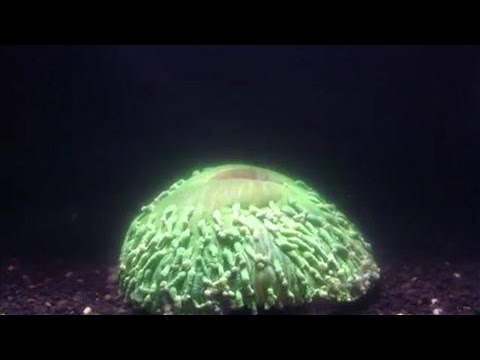 Coral Bleaching Caught on Camera