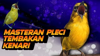 Masteran Pleci Tembakan Kenari Terbar Terbaik