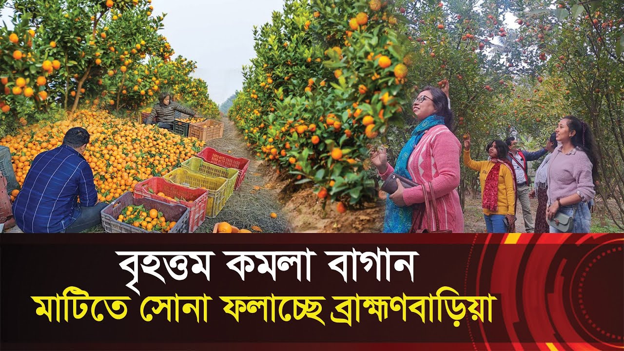 কমলা চাষে বিপ্লব ঘটাচ্ছে ব্রাহ্মণবাড়িয়া !! দেশের মাটিতে ভিনদেশী ফল !! Orange farm - Brahmanbaria