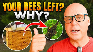The Difference Between Swarming vs Absconding in A Bee Hive