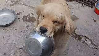 The stray golden retriever that got lost accidentally found its owner  and the dog didn't want to l by 理发师小乐和流浪狗 1,582 views 1 day ago 10 minutes, 13 seconds