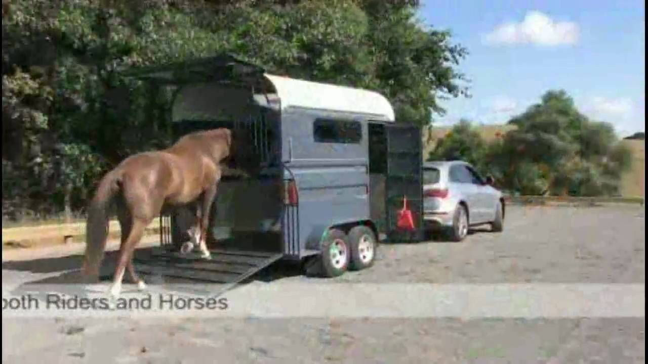 Horse Thoroughbred Floats Pukekohe New Zealand YouTube