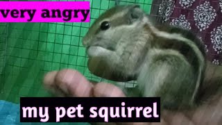 Baby squirrel is very angry।। pet squirrel।। RAJRAJESHWAR CHANNEL