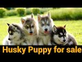 Siberian Husky Puppy Price In Mumbai
