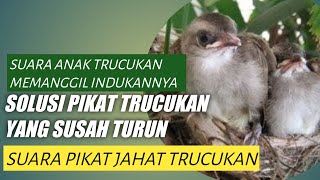 PIKAT TRUCUKAN ANAKAN , PIKAT AMPUH TRUCUKAN DENGAN SUARA ANAK TRUCUK