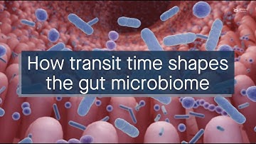 Human gut simulator reveals factors that mediate microbiome responses to different transit times