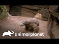 En busca de un dragón de Komodo para la reproducción | Los Irwin | Animal Planet