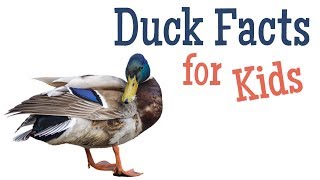 Duck Facts for Kids