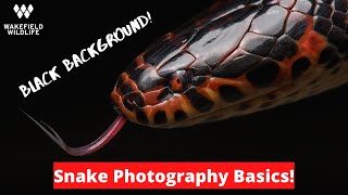 How to Photograph SNAKES with a Black Background!