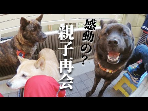 甲斐犬が一年ぶりに生き別れた母犬と弟犬に会いに行ったら衝撃の再会に！！【甲斐犬・柴犬】