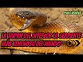 LA SERPIENTE MÁS VENENOSA DEL MUNDO, La TAIPAN  del INTERIOR