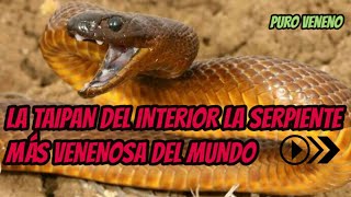 MÁS VENENOSA DEL MUNDO, La del INTERIOR - YouTube