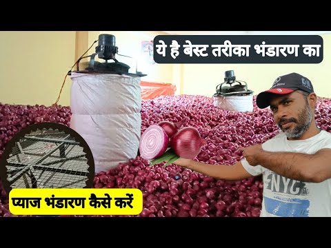 वीडियो: पंख पर झुकना। एक ग्रीनहाउस में एक पंख पर प्याज उगाना