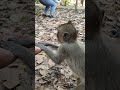 Feeding wild monkey #animalsfarmofficial #wildlife #shortsvideo